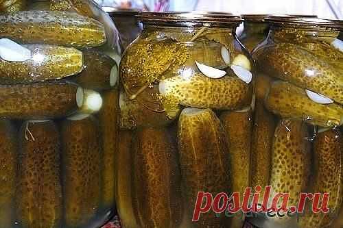 Солёные огурцы, КУЛИНАРИЯ, Самые популярные новости бесплатно на OnlainNews.ru