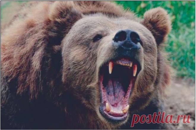 Использование фальшфейера для защиты от медведя.