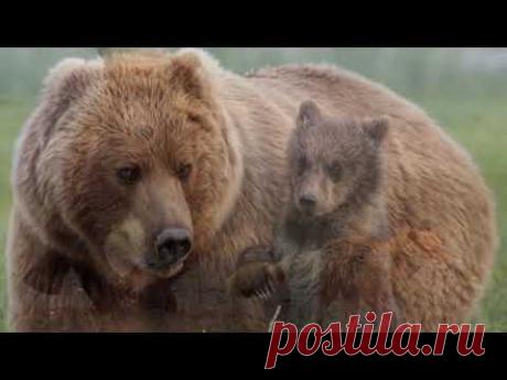 Не будите русского медведя