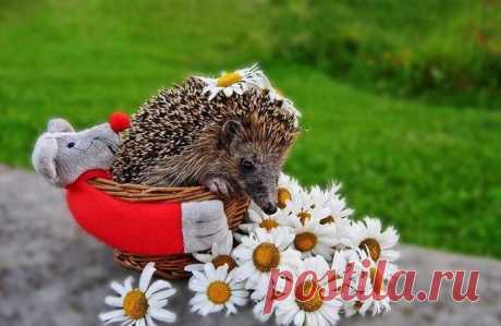 хх