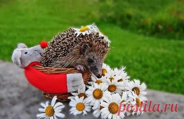 хх