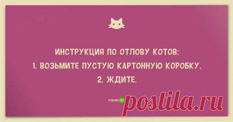 Смешные анекдоты про кошек и котов
