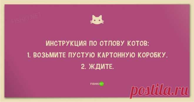 Смешные анекдоты про кошек и котов