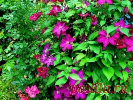 Rouge Cardinal, или Красный Кардинал - польский сорт клематисов, считающийся наиболее удобным в случае отсутствия большого пространства. 
Заказать в России: https://okl.lt/5bBky
Заказать в Беларуси: https://okl.lt/5bBm9
Заказать в Казахстане: https://okl.lt/5bBnd
Это компактное растение обильно и продолжительно цветет, особенно интересно смотрится у невысоких ограждений, стен, беседок, пергол, решёток и т.д. Но несмотря на свои небольшие размеры, лиана может карабкаться по небольшим деревьям и