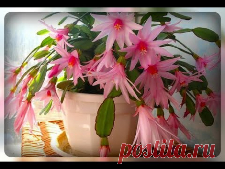 Капризы декабриста. Все секреты необычного кактуса... - YouTube