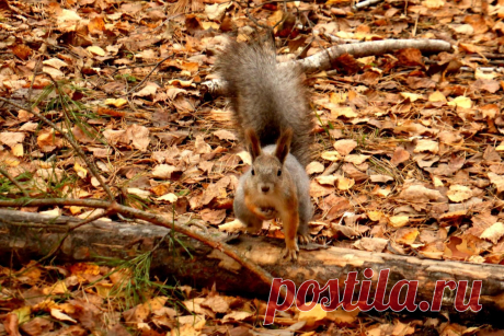 (1) Одноклассники