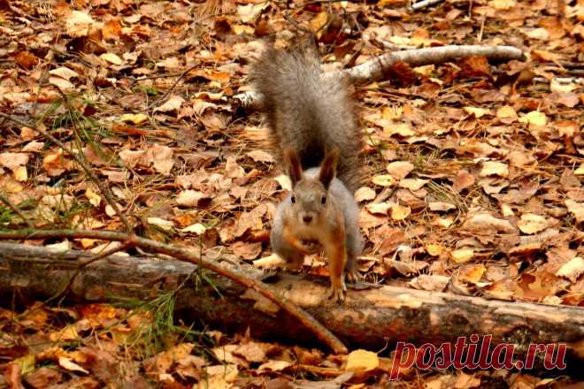 (1) Одноклассники