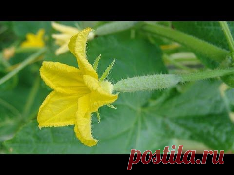 4 фактора,вляющих на урожайность ТОМАТОВ "Дом семян" - Наши новости