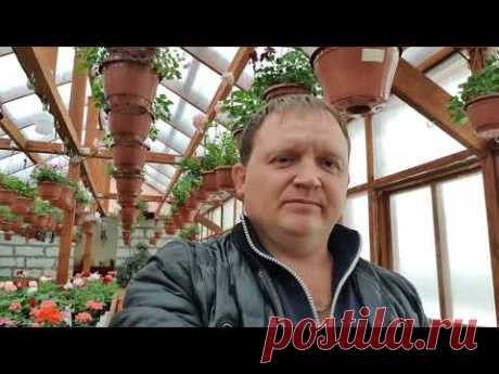 Мой подробный способ укоренения сортовой пеларгонии .