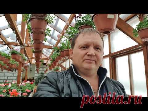 Мой подробный способ укоренения сортовой пеларгонии .