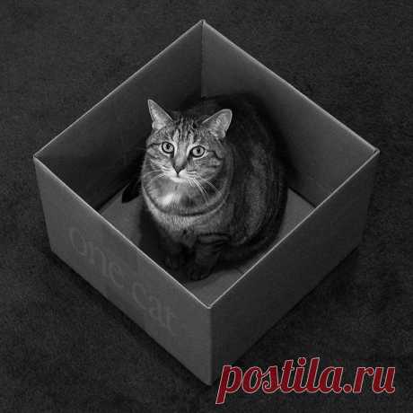 Один день из жизни кошек (65 фото) » Невседома - жизнь полна развлечений, Прикольные картинки, Видео, Юмор, Фотографии, Фото, Эротика. Развлечение на каждый день