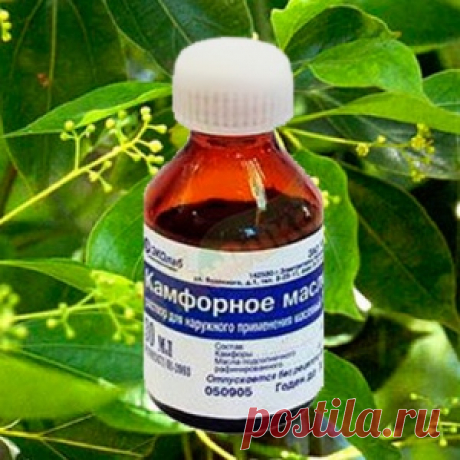 Чем полезно камфорное масло для человека - МирТесен