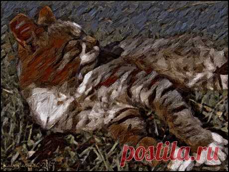 Яндекс.Фотки