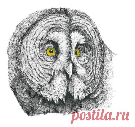(1) Photos of The Owl Pages - Johan Willem Taljaard