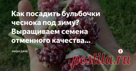 Как посадить бульбочки чеснока под зиму? Выращиваем семена отменного качества  самостоятельно  Со временем, через 3-4 сезона чеснок мельчает и становиться сухим, не сочным – это явление чесноководы называют «вырождением». Чтобы ваши урожаи были всем на зависть, следует время от времени обновлять сорта – одним из способов станет выращивание чеснока из бульбочек – семенных коробочек взрослого растения.