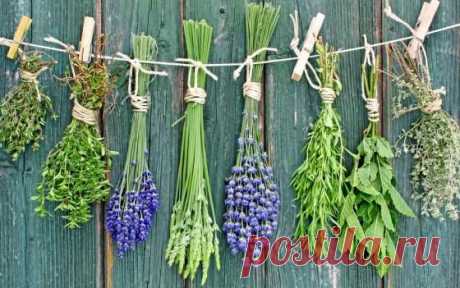 Какие ароматные травы подходят для спальни? | Хозяин и Хозяюшка