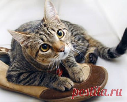Как избавиться от кошачего запаха дома?