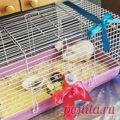 История не о кошках и собаках, а о маленьком, выкинутом морском поросенке.