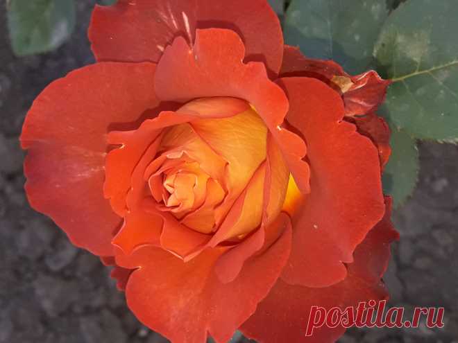 Роза сорт Кофе Брейк