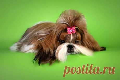 NEW Champion of Russia !!!
21.09.2014, Novosibirsk, Russia 
Judge Deutscher Erwin 
Chesvet Line Vision of beauty - ex. CW, CAC, BOS, Ch. RFLS !!! 
Breeder Svetlana Mikhailova 
owner Yulia Rymar