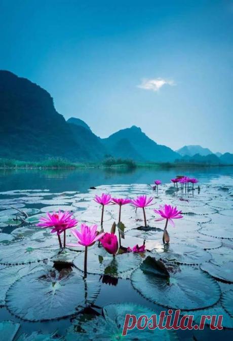 (28) Beautiful World of Flowers