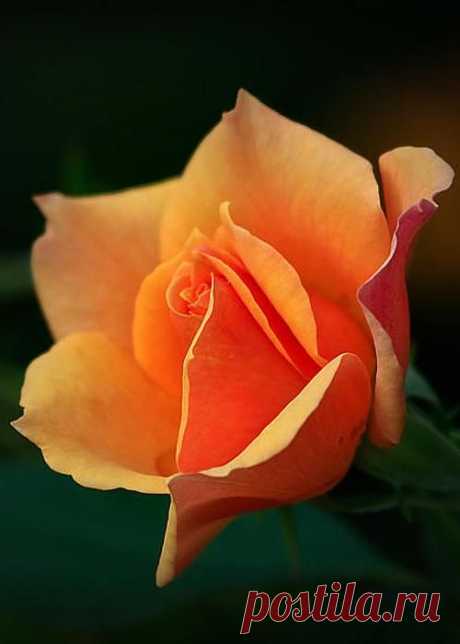 Rose by Sylvia J Zarco  |  Pinterest • Всемирный каталог идей