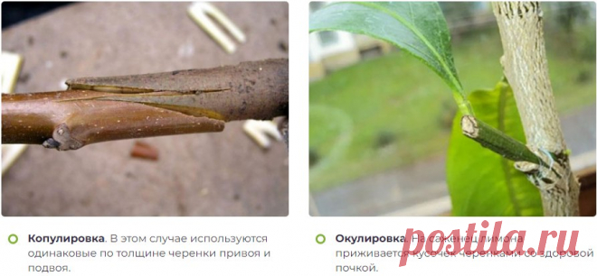 Путь к славе