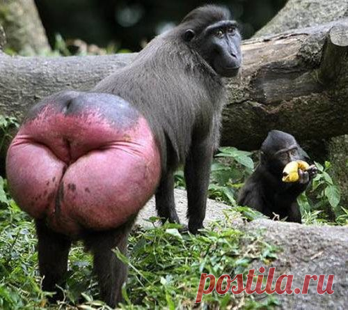 Анти-ми-ми: Десятка не самых симпатичных животных