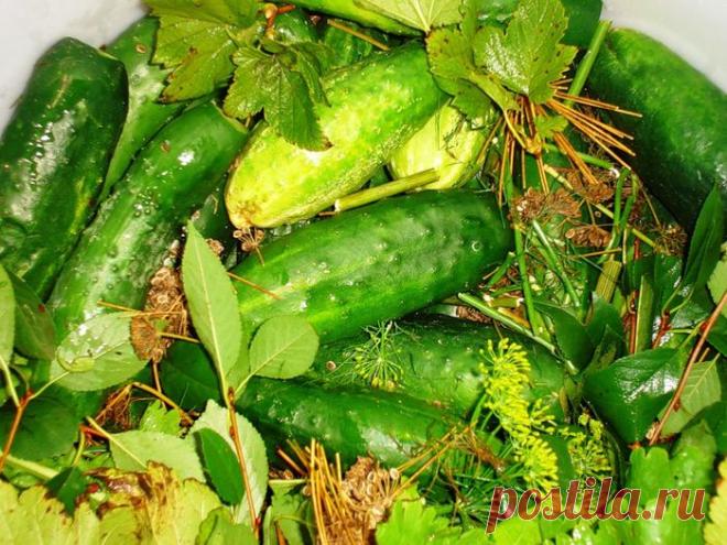Засолка огурцов в бочке или кадке~