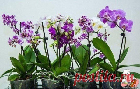 (52) Одноклассники