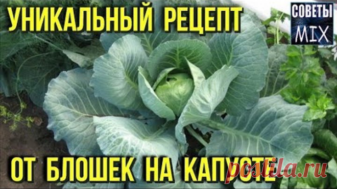 Как бороться с блошкой на капусте Уникальный рецепт от вредителей Дачные советы