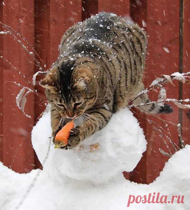Котики, которых застали врасплох • НОВОСТИ В ФОТОГРАФИЯХ
