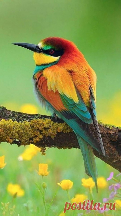 WOA Animal – Google+