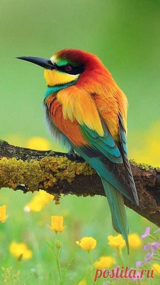 WOA Animal – Google+