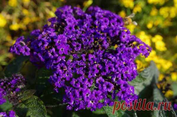 Выращивание гелиотропа из семян: когда и как сажать на рассаду, ухаживать, пикировать