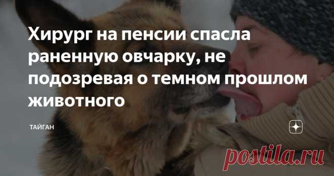 Хирург на пенсии спасла раненную овчарку, не подозревая о темном прошлом животного Статья автора «Тайган» в Дзене ✍: Екатерину Федоровну в городе знали многие. Больше тридцати лет она проработала в местной больнице в отделении хирургии.