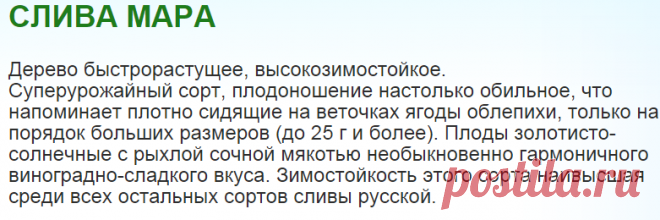 Слива Мара. Саженцы оптом от НПО `Сады России`