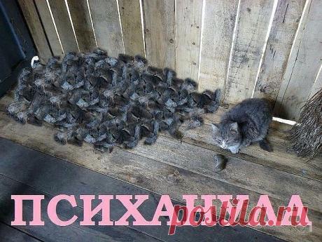 Одноклассники