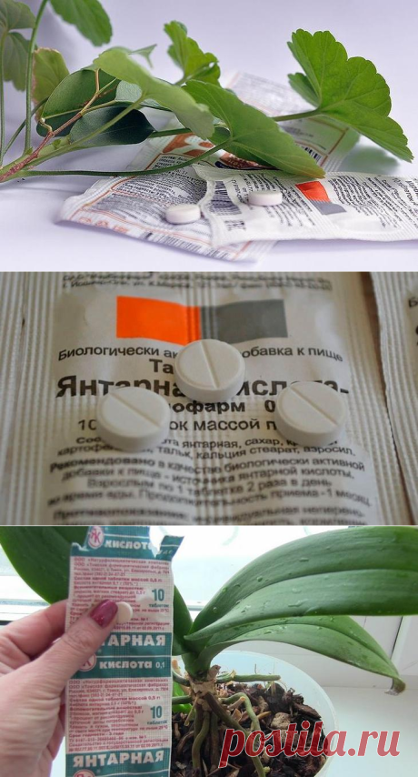 Янтарная кислота для комнатных растений