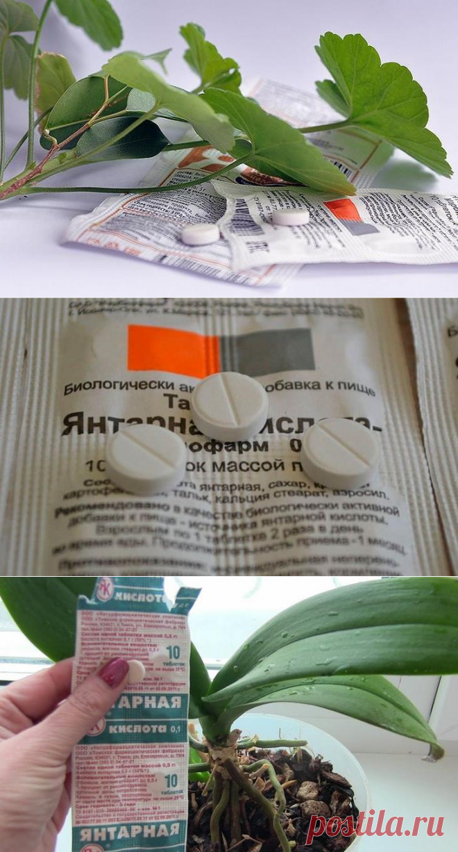 Янтарная кислота для комнатных растений