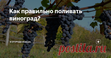 Как правильно поливать виноград? Из-за того, что виноград характеризуется наличием мощной корневой системы, он легко может переносить засушливый период, но без систематического полива, он хуже плодоносит.