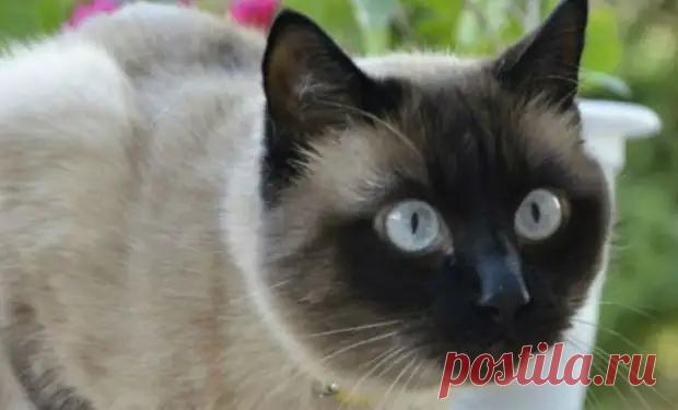 (18) 10 пород кошек с самым трудным характером - Don't Panic Magazine - медиаплатформа МирТесен