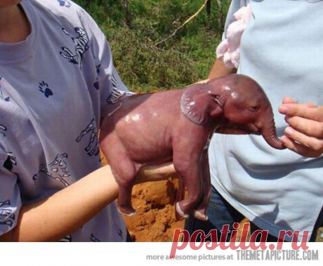 Newborn elephant, 1 minute alive... - The Meta Picture