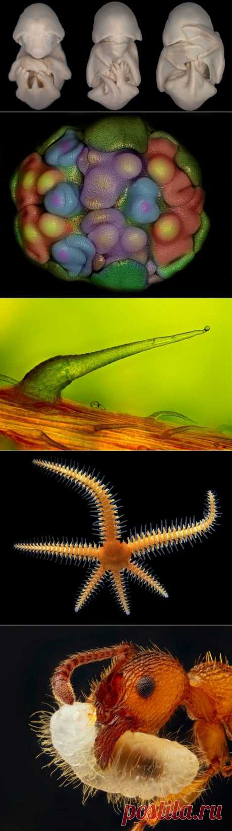 Лучшие микрофотографии Nikon Small World 2012