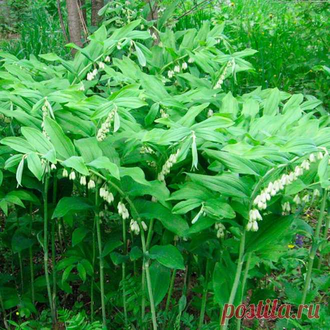 Многолетний садовый цветок Купена (Polygonatum). Травянистый многолетник с белым мясистым ползучим четковидным корневищем, слегка изогнутым стеблем высотой до 80 см. Листья очередные, иногда супротивные, овальные или широколанцетные. Цветки пазушные, воронковидные или трубчатые, свисающие по 1-4, белые или голубовато-зеленые. Цветет в мае - июне.