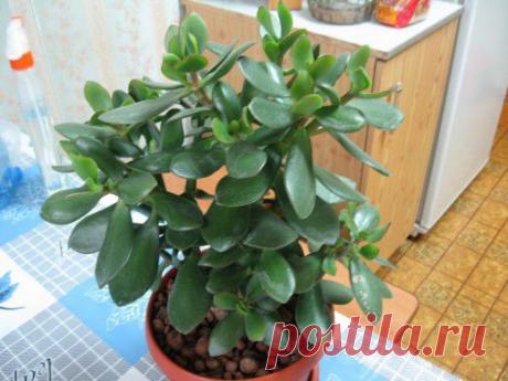 Ботаничка.ru | Толстянка. Красулла. Денежное дерево. Уход, выращивание, размножение. Декоративно-лиственные. Комнатные растения. . Фото.