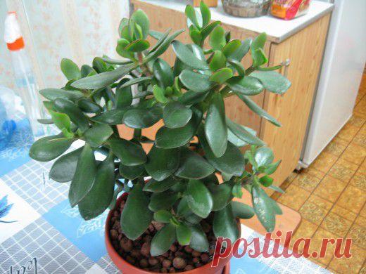 Ботаничка.ru | Толстянка. Красулла. Денежное дерево. Уход, выращивание, размножение. Декоративно-лиственные. Комнатные растения. . Фото.