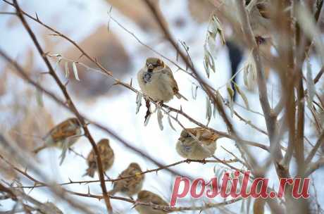 Интересные факты о тех, кто всегда рядом: о воробьях!