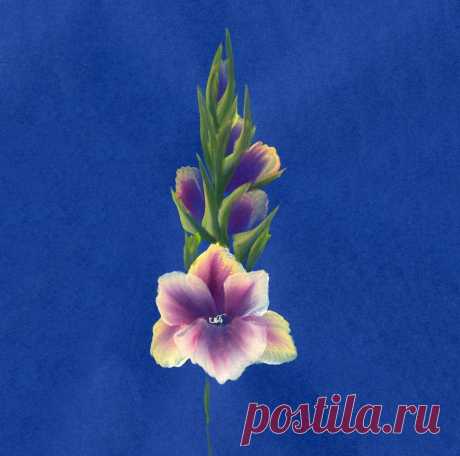 Рисуем гладиолус