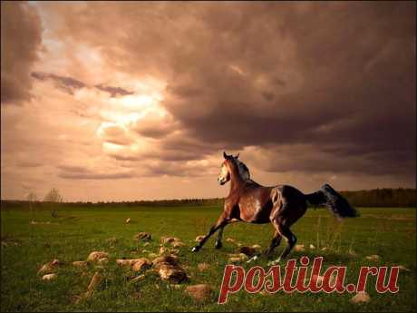 Лошади. Фото, часть 9 – Блог. Run, пользователь Марина Николаева | Группы Мой Мир